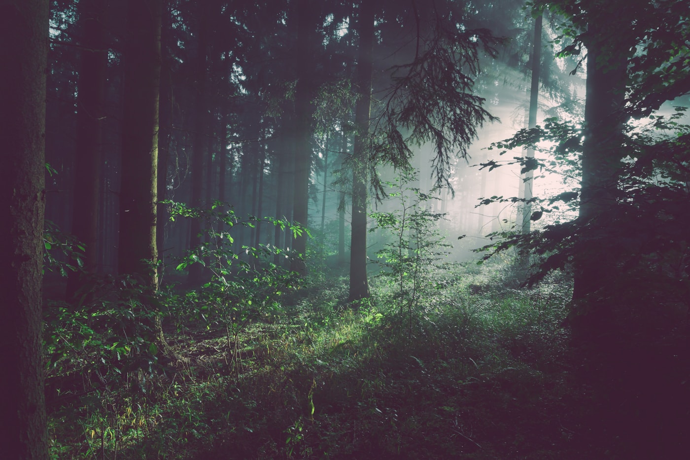 Woodland tree surgery website demo preview