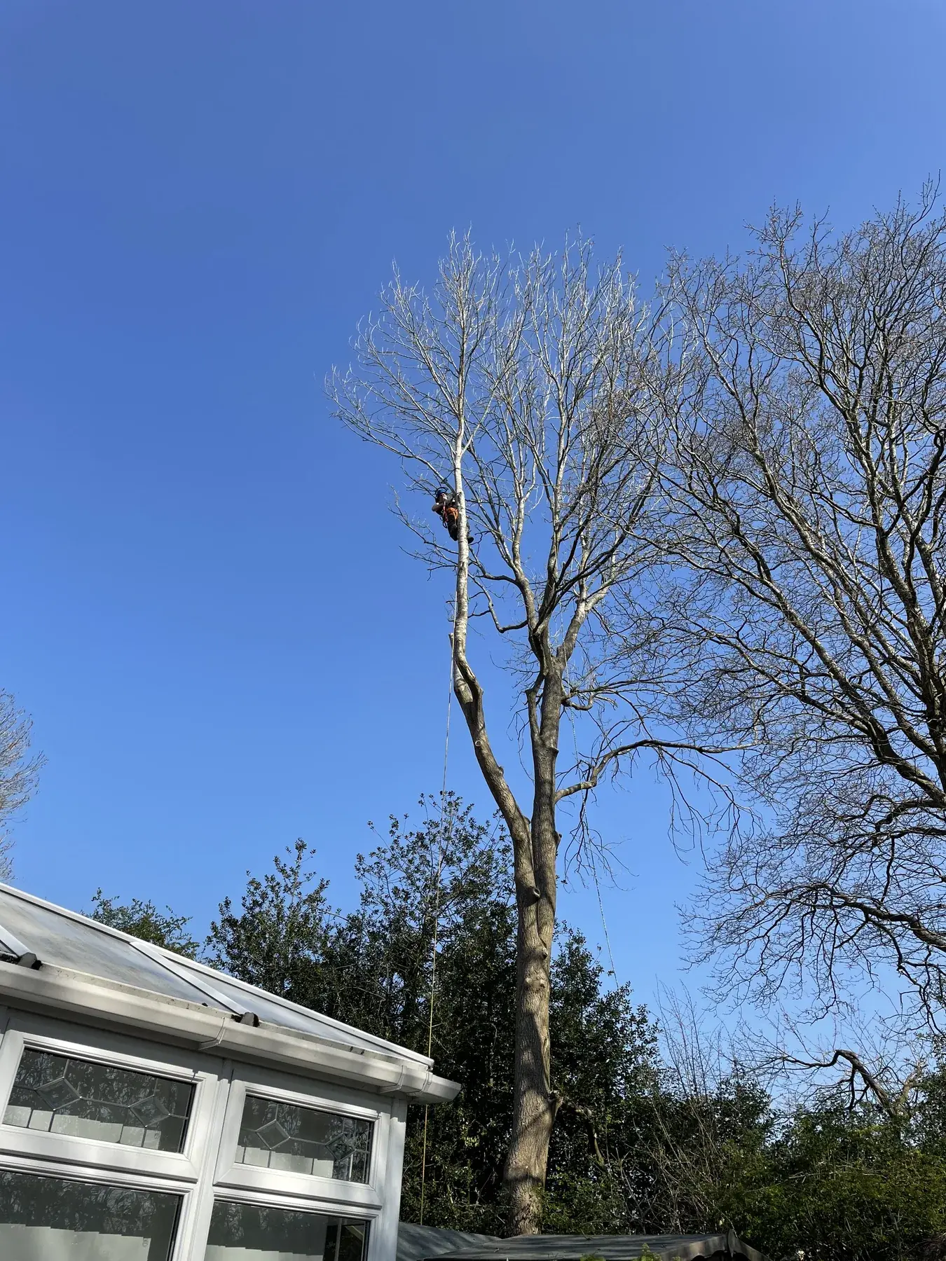 Treevolution arborist working at height