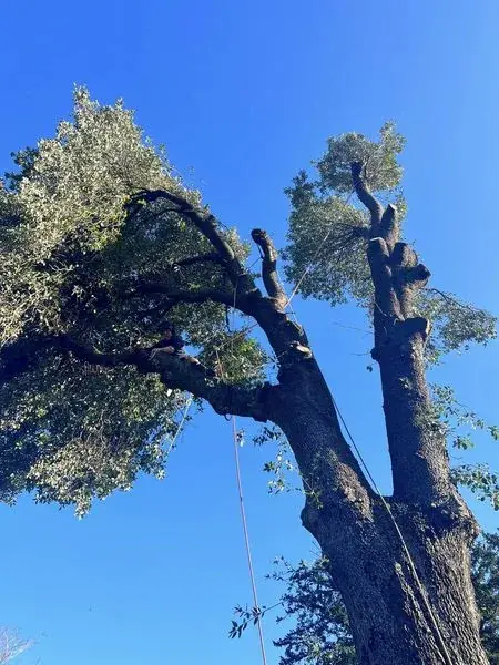 Treevolution tree surgery project